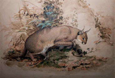 Karakal, 1851-69